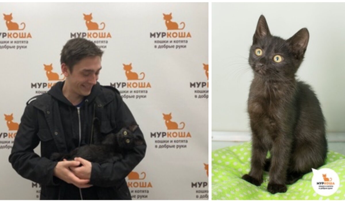 Малышка Адэль, которая родилась и выросла в подвале, но которой посчастливилось попасть в приют «Муркоша» и обрести свой Дом!