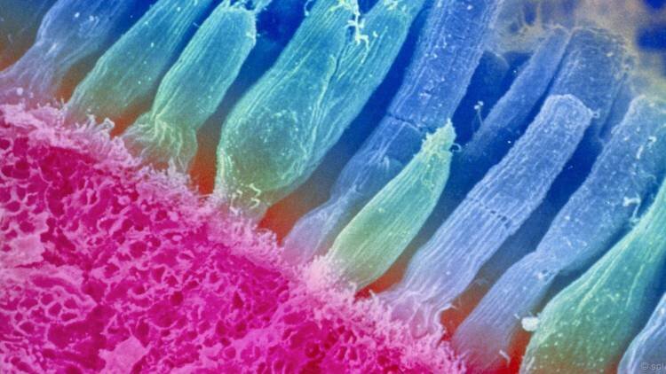 Светочувствительные клетки сетчатки (палочки и колбочки