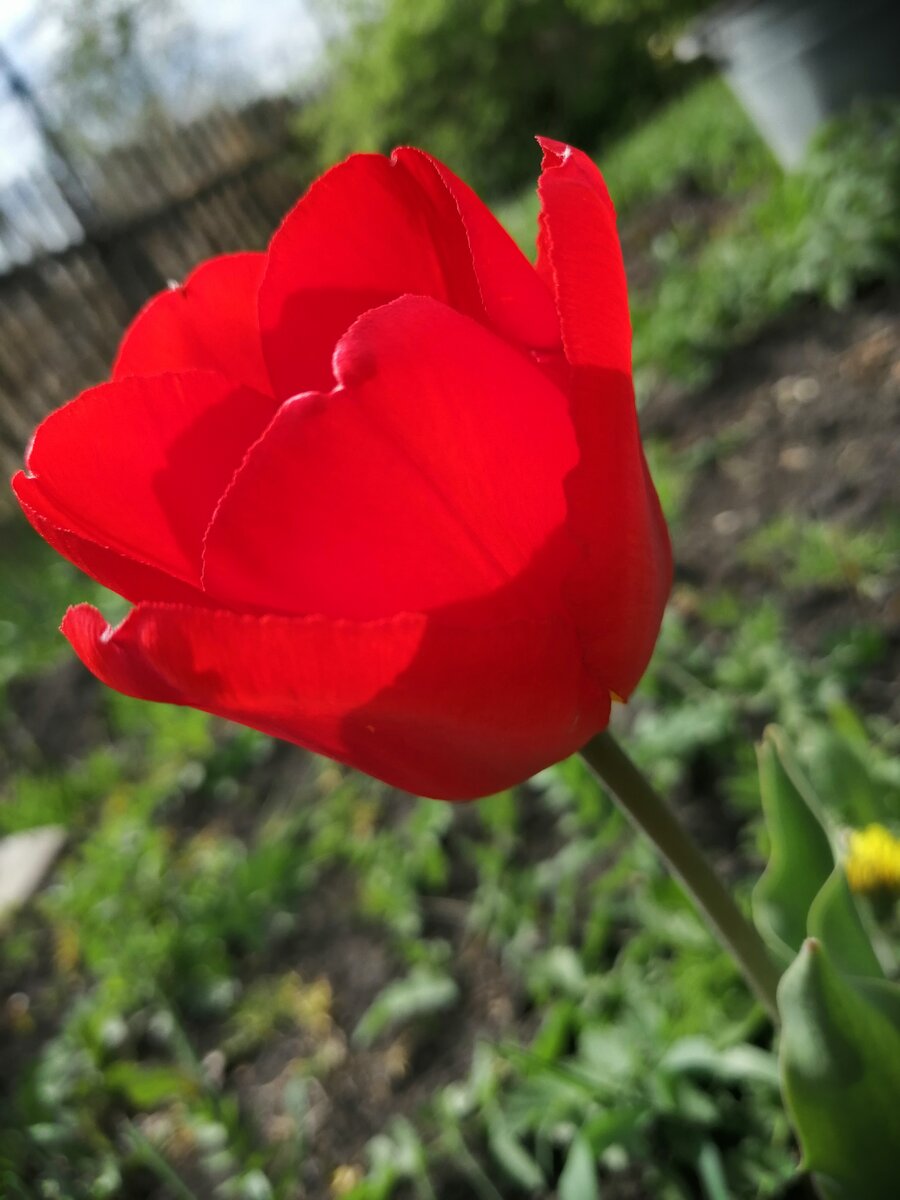 Тебе, ты мой цветок_к сожалению не долгий. 