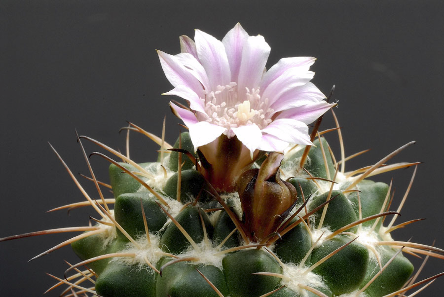 Neowerdermannia/ Weingartia