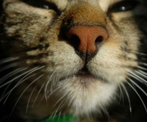 Сухой горячий нос у кошки: что это значит и что делать