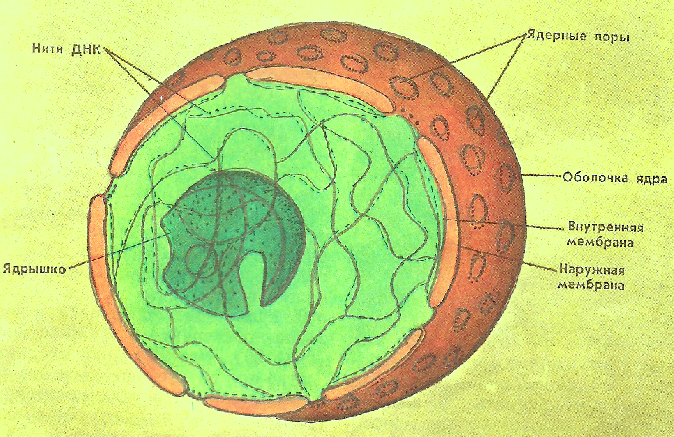Что содержит ядро клетки. Строение ядра животной клетки. Ядрышко растительной клетки рисунок. Строение ядра эукариотической клетки. Строение ядра клетки рисунок.