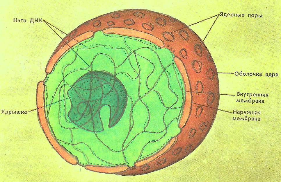 Ядро клетки рисунок