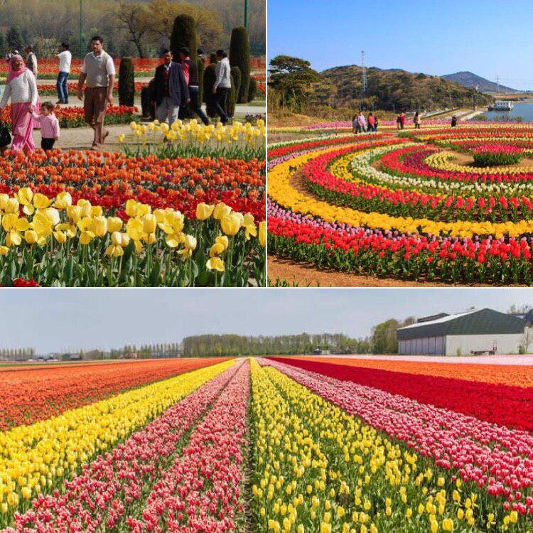 сад тюльпанов в Шринагаре, Кашмир