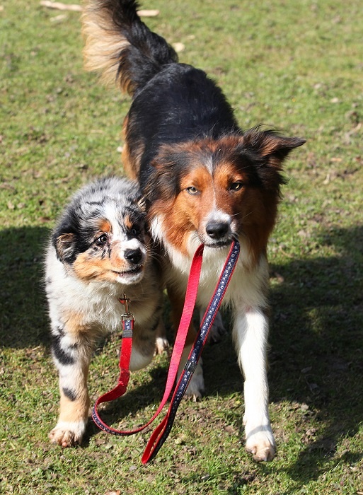 Источник: http://cirneco-bordercollie.ru/wp-content/uploads/2016/07/Okami-11-weeks-old-led-by-Tye-5.jpg