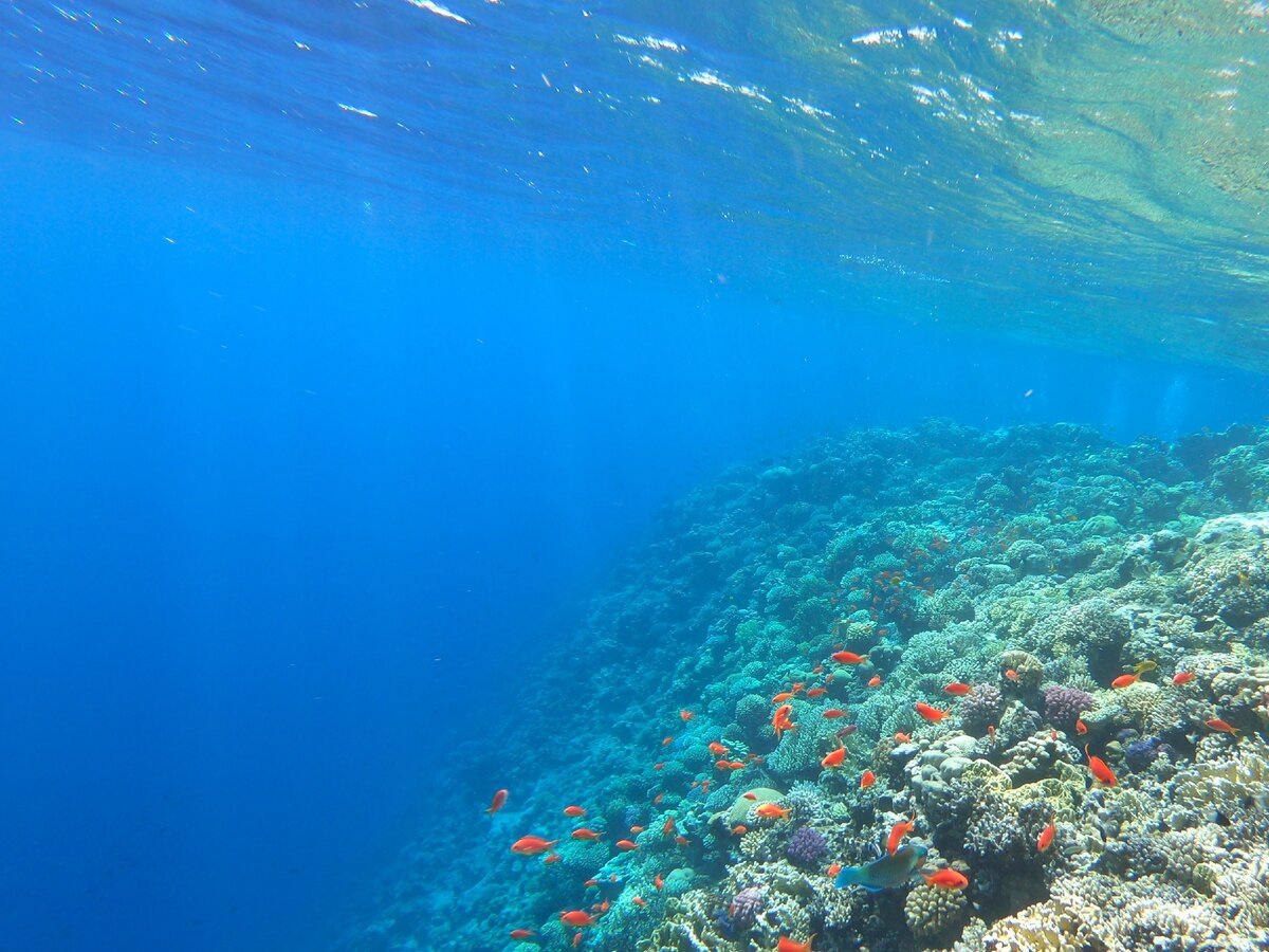 красоты Красного моря