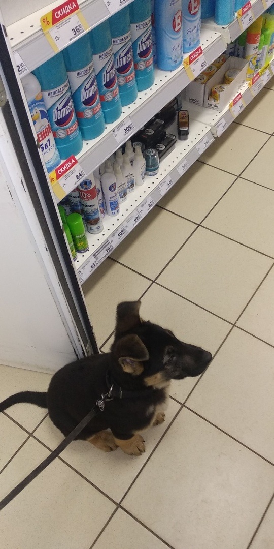 впервые зашёл в магазин не на моих руках, а на своих лапах