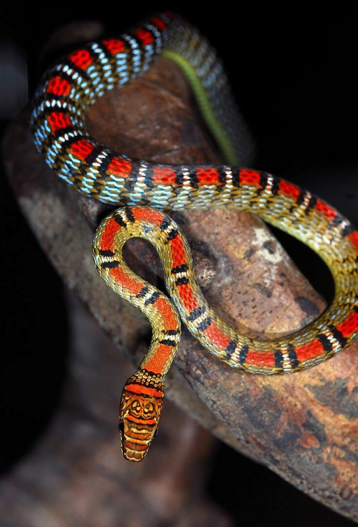 Мы были изгнаны из рая по вине змеи, да к тому же они ещё и скользкие. Но не все с этими доводами согласны. 