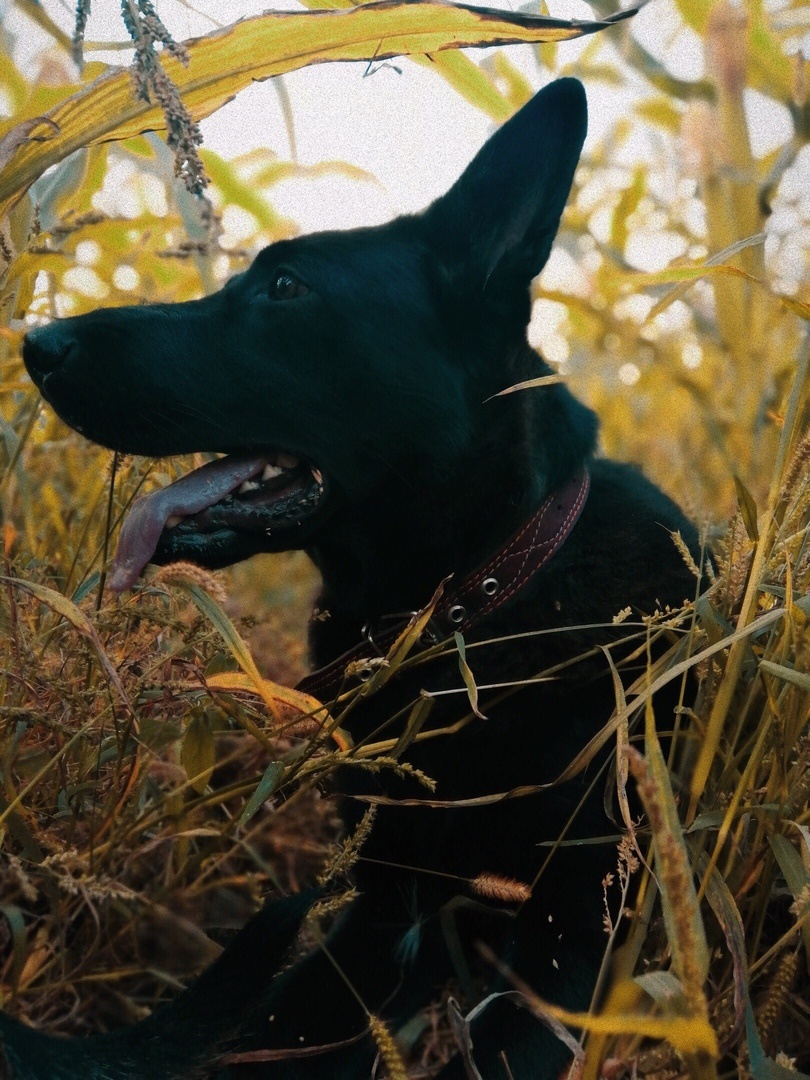 Моя собака Айза - немецкая овчарка