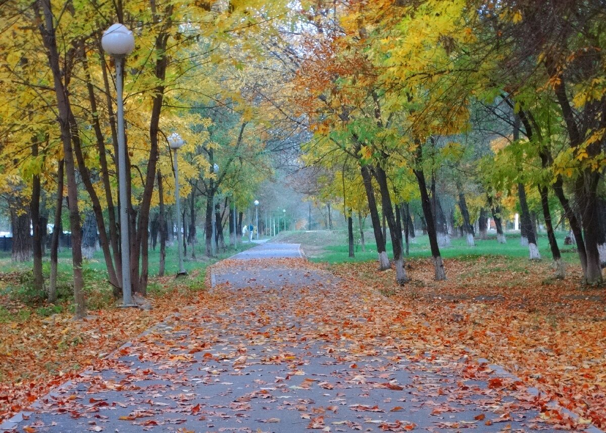Листья над городом