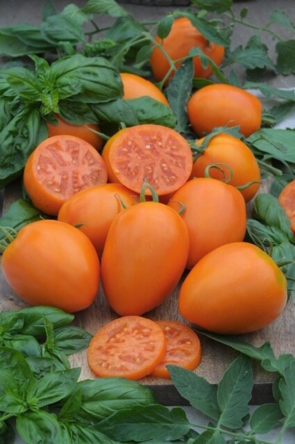 Сорт томата Подарок феи 