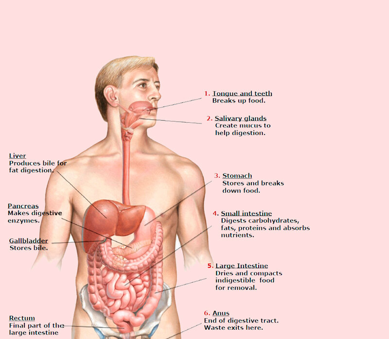 Анатомия жкт человека схема расположения Почему причину любых хронических болезней нужно искать в пищеварительном тракте 