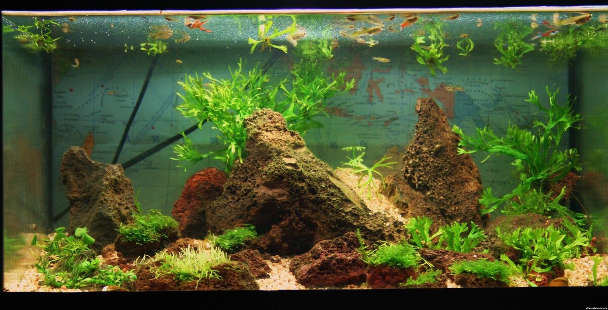 Изображение взято с Яндекс. Картинки.