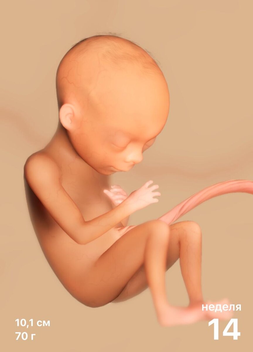 14 неделя беременности: что происходит с малышом и телом матери