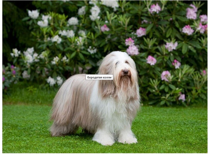 Бородатая колли (бардед колли)
