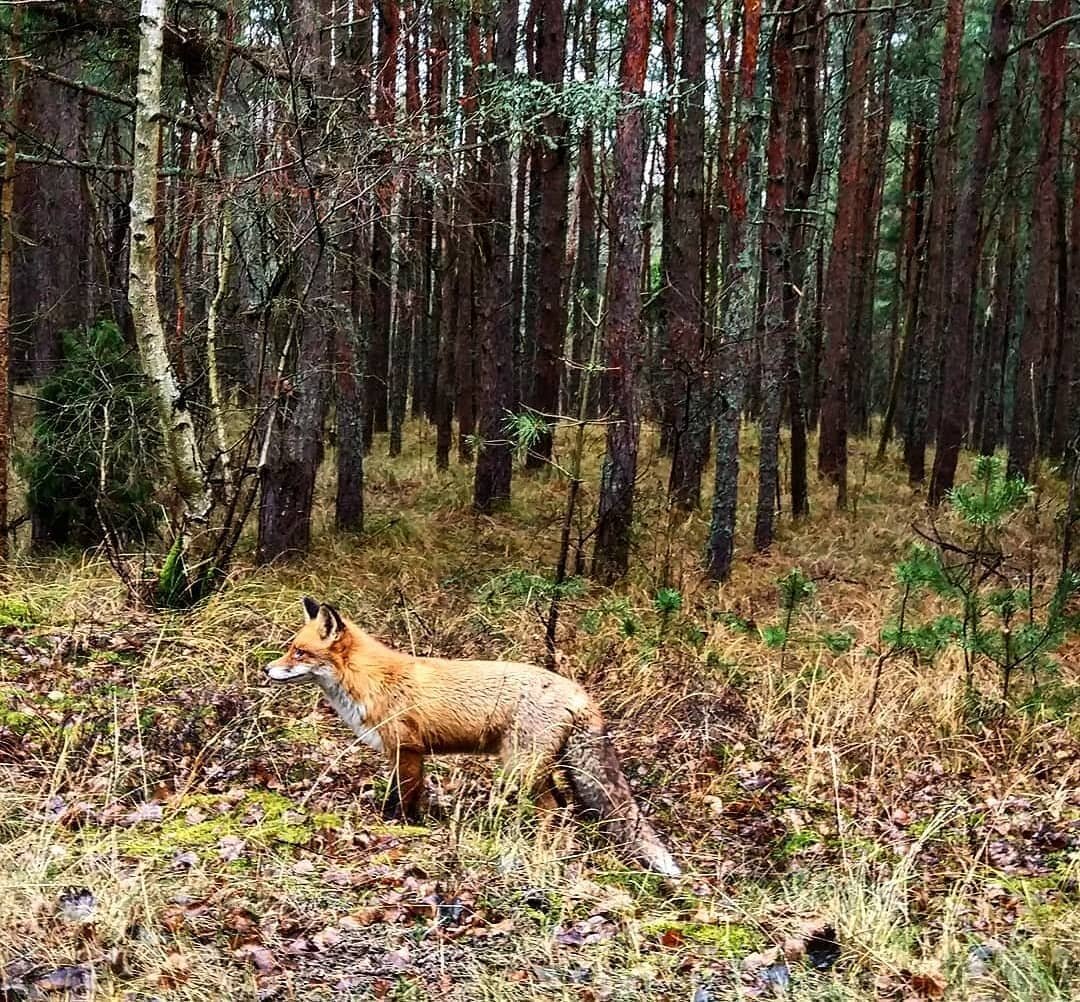 Лиса и коса
