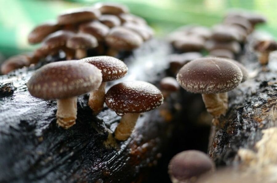 Шиитаке – самый культивируемый гриб в мире. Кроме лечебных целей, он широко используется в кулинарии. В восточной кухне существует множество рецептов супов, соусов, приправ и напитков из шиитаке.