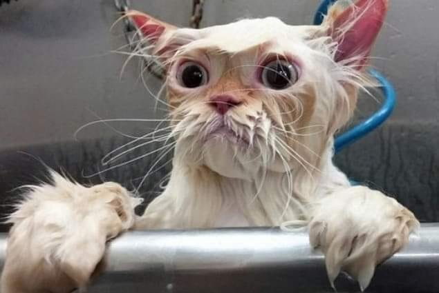 Фото из свободных источников