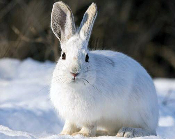 Заяц беляк больше похож на кролика. Фото с https://givnost.ru/