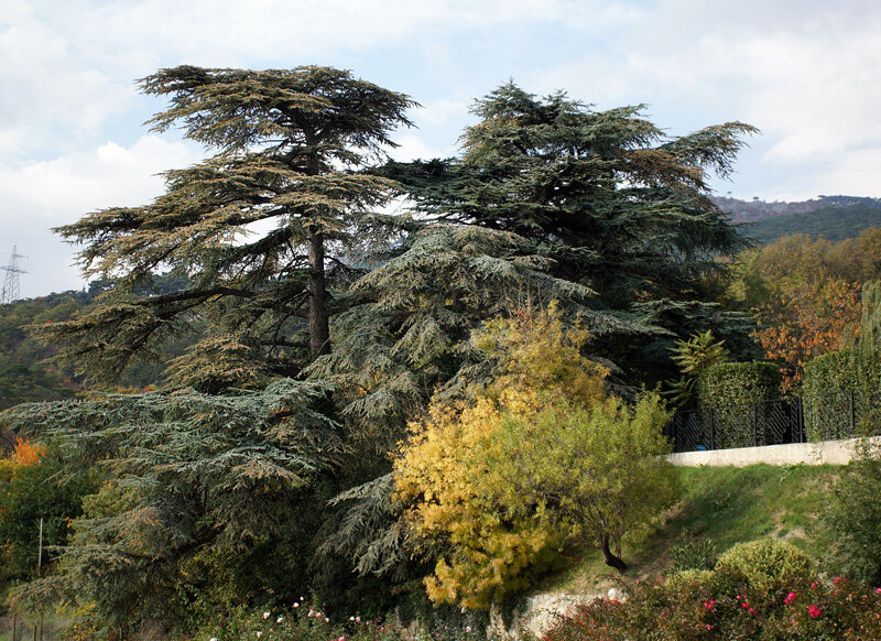 Ливанский кедр в крыму фото