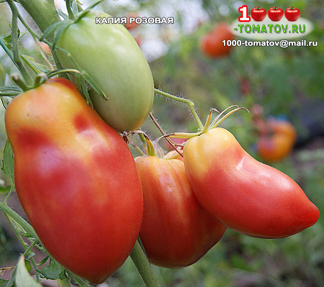Томат Капия розовая ФОТО 2