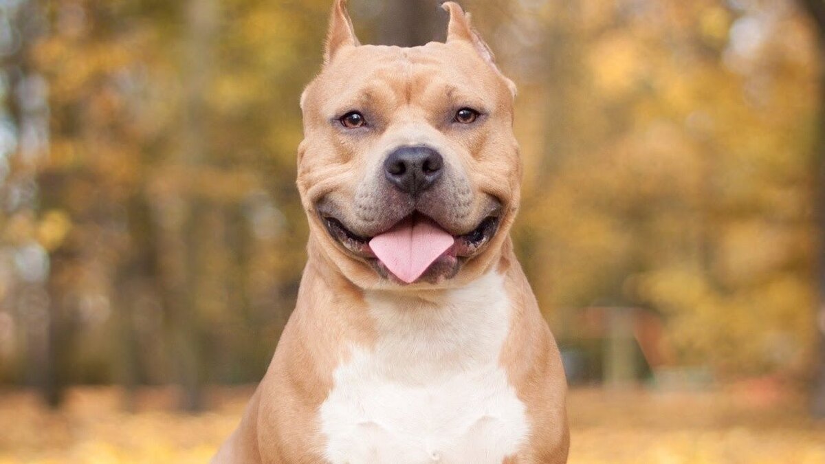 Посмотрите какой красавец