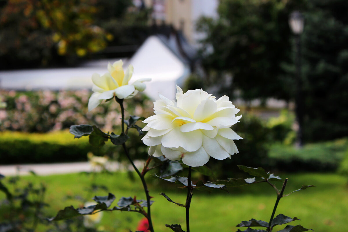 Марфо-Мариинская обитель, Москва (личный архив)