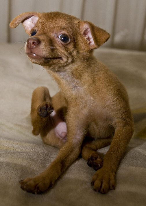 Здесь Лу еще щенок.