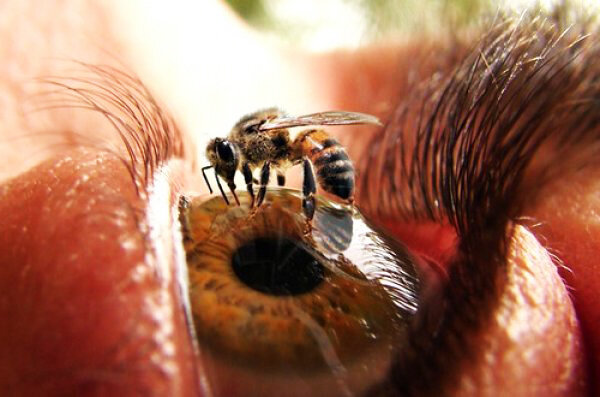  Реакцию пчел.