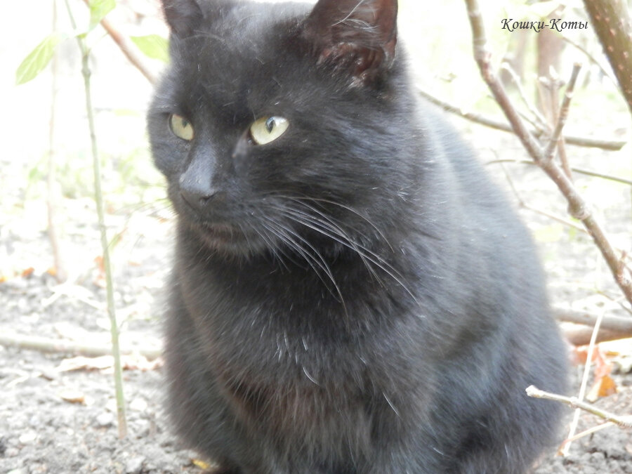 1. Эй, друг, у тебя вся спина белая.