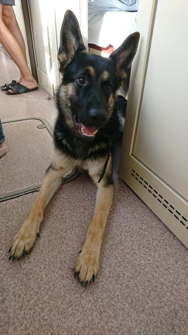 Кто следующий на погладить?)