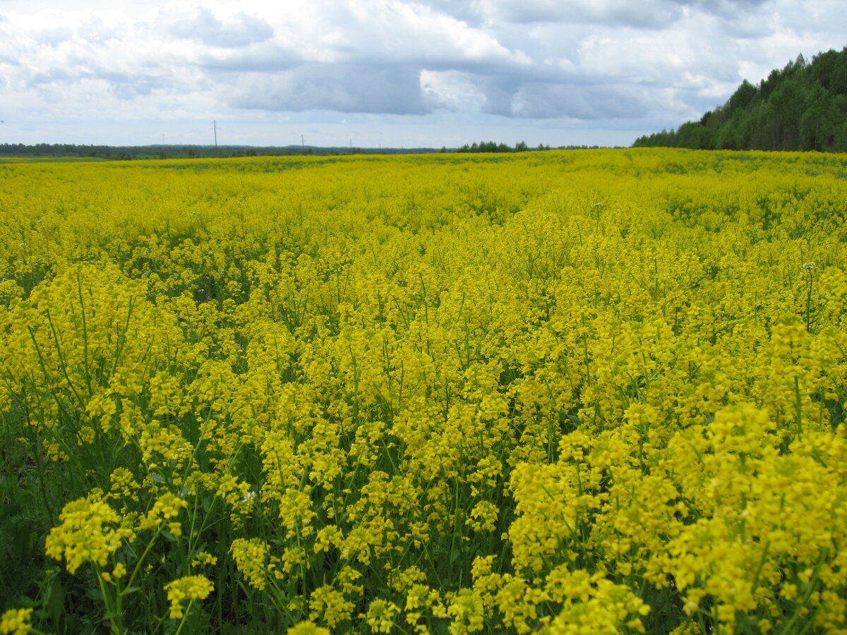 Сурепка обыкновенная. Фото из открытых источников интернета. 