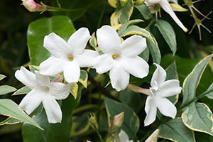     Природное действие: Спазмолитическое, отхаркивающее действие. Нормализует менструальный цикл, облегчает роды, стимулирует лактацию.

    Психоэмоциональное действие:  Антидепрессант. Избавляет от бессонницы, неуверенности в себе. Способствует раскрытию матеренских чувств, помогает при послеродоых депрессиях. Эротический стимулятор.