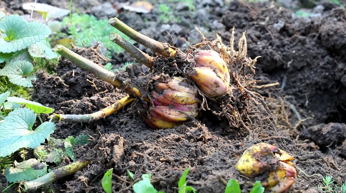Пророщенная луковица лилии. Посадка лилий весной. Когда рассаживать лилии после цветения в августе. Посадка лилий осенью в открытый грунт. Лилии луковичные посадка.