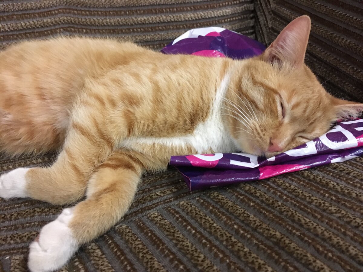 Пакет похож на заботливо сложенную подушку для кота