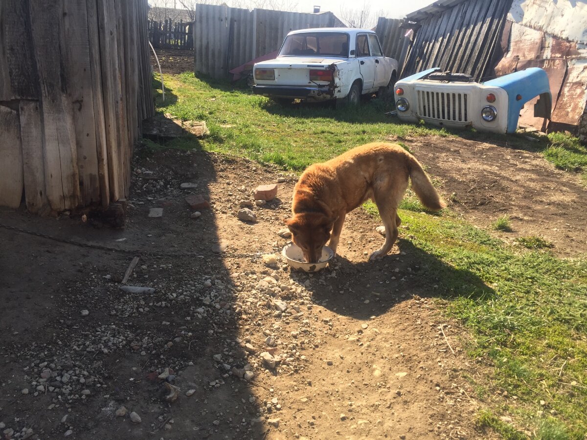 Наш пёс Ларс