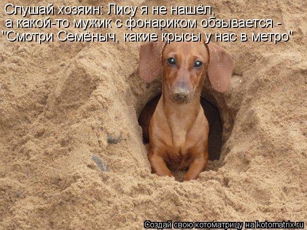Под пляжем точно лис нет!!
