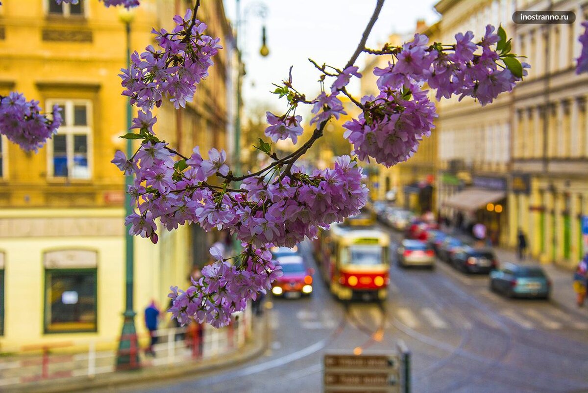 Чехия прага весной