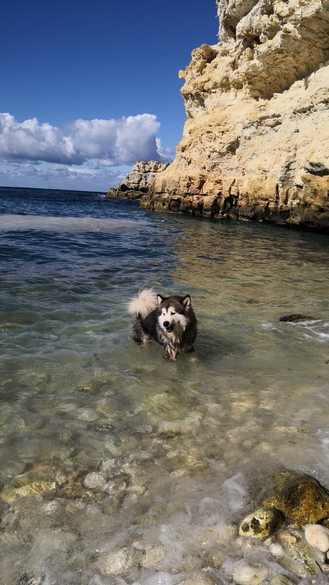 Дуня в Севастополе