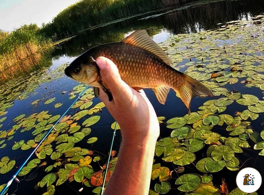 Бывает ли у вас: когда идёшь на щуку, а ловишь вот это чудо?