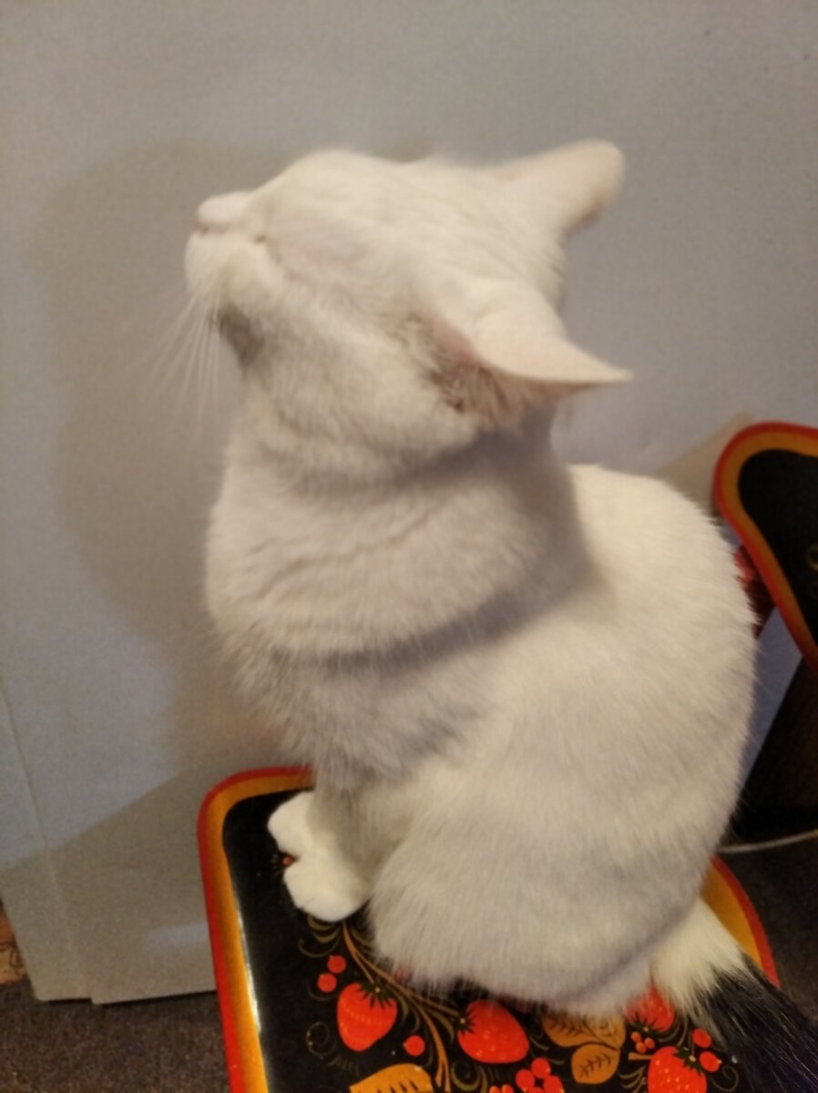 Мой любимый Барстислав.