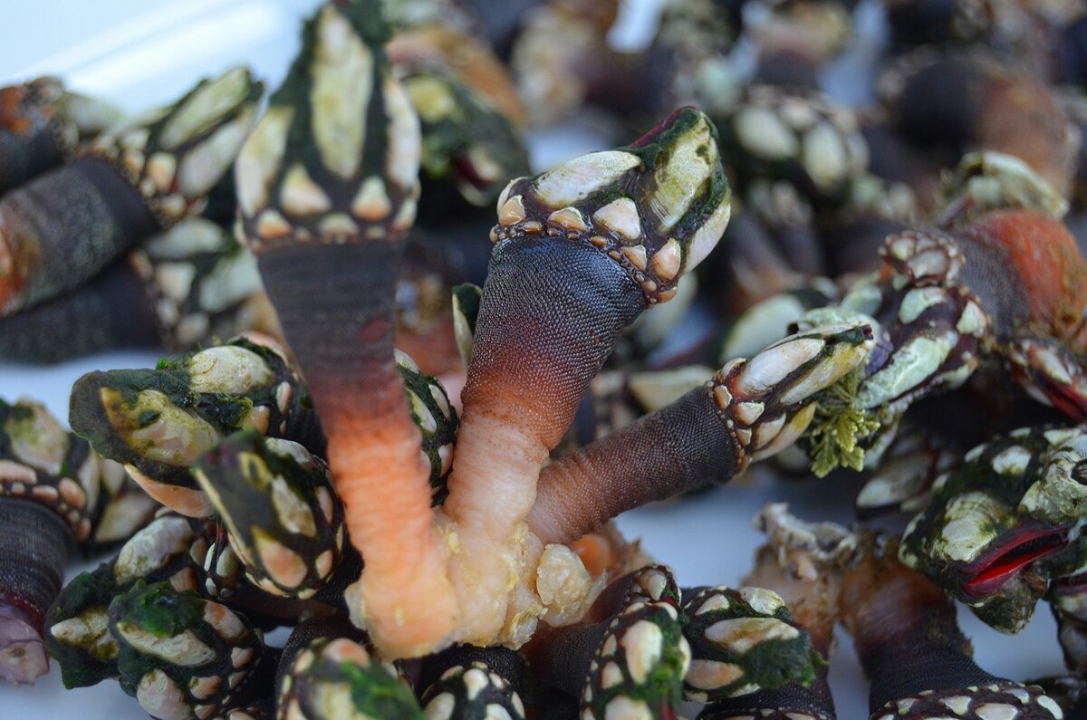 фото из личного фотоархива,сделано мной.