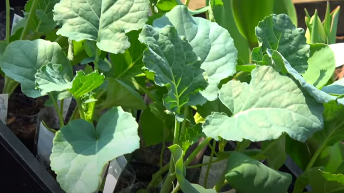 Рассада капусты выращена мною. Высокая, зеленые листики. Просто шикарная.