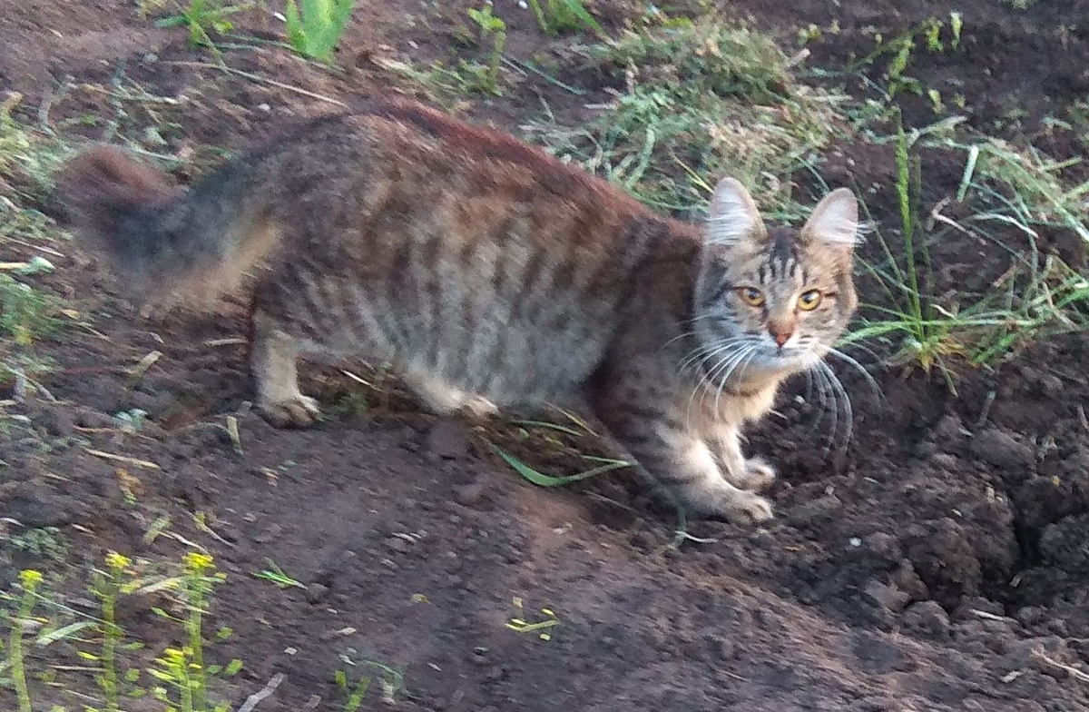 Кошка