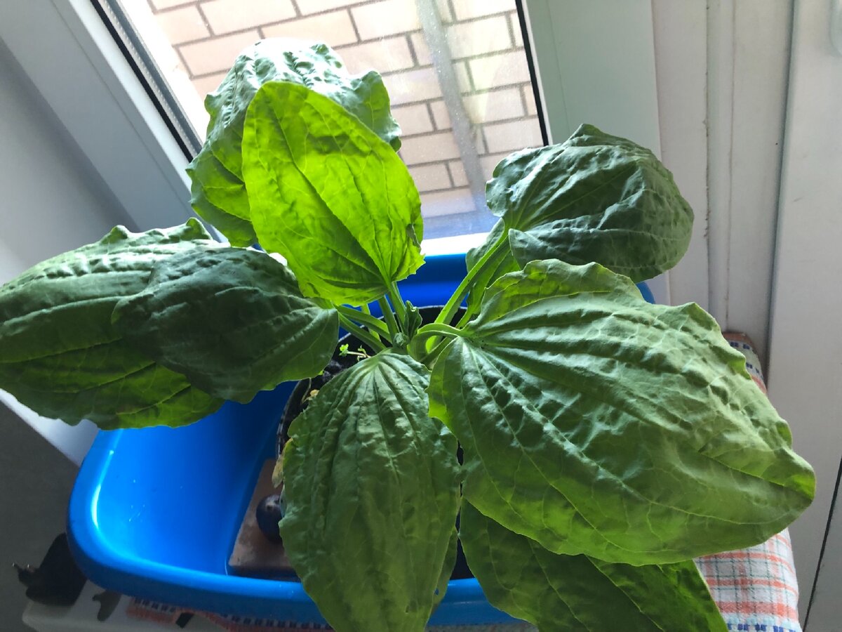 Растёт дома! Уже 2 год! 