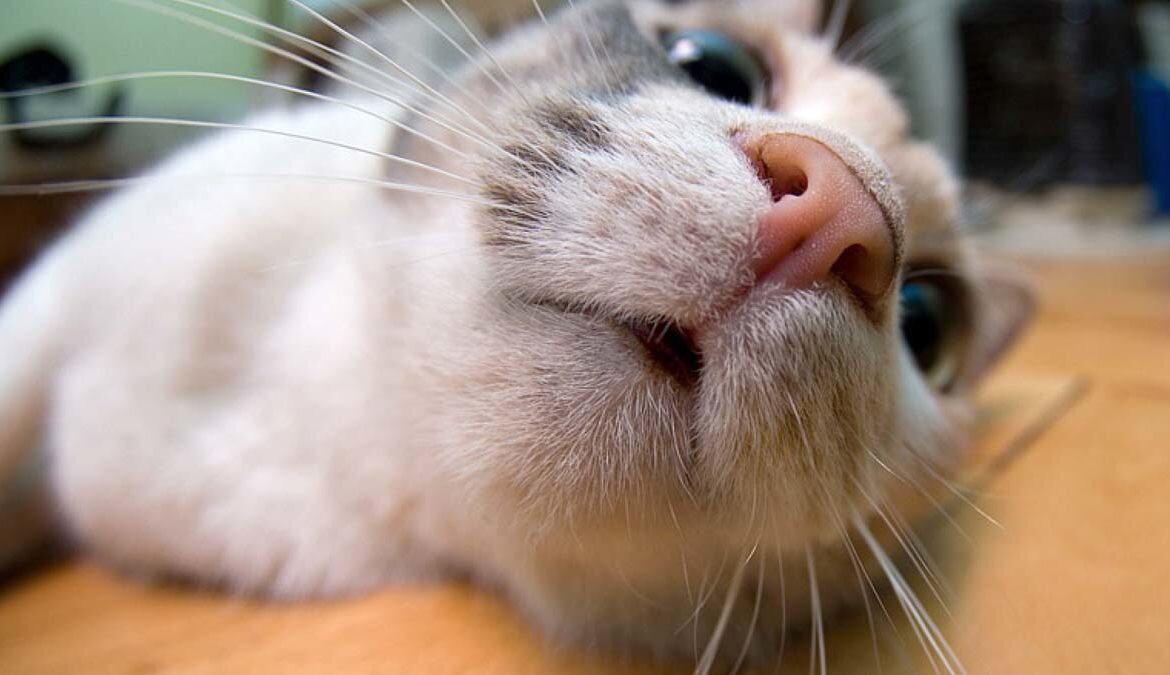 «С гулькин нос». Рассказываю, чей же это нос на самом деле :-) | Беречь ...