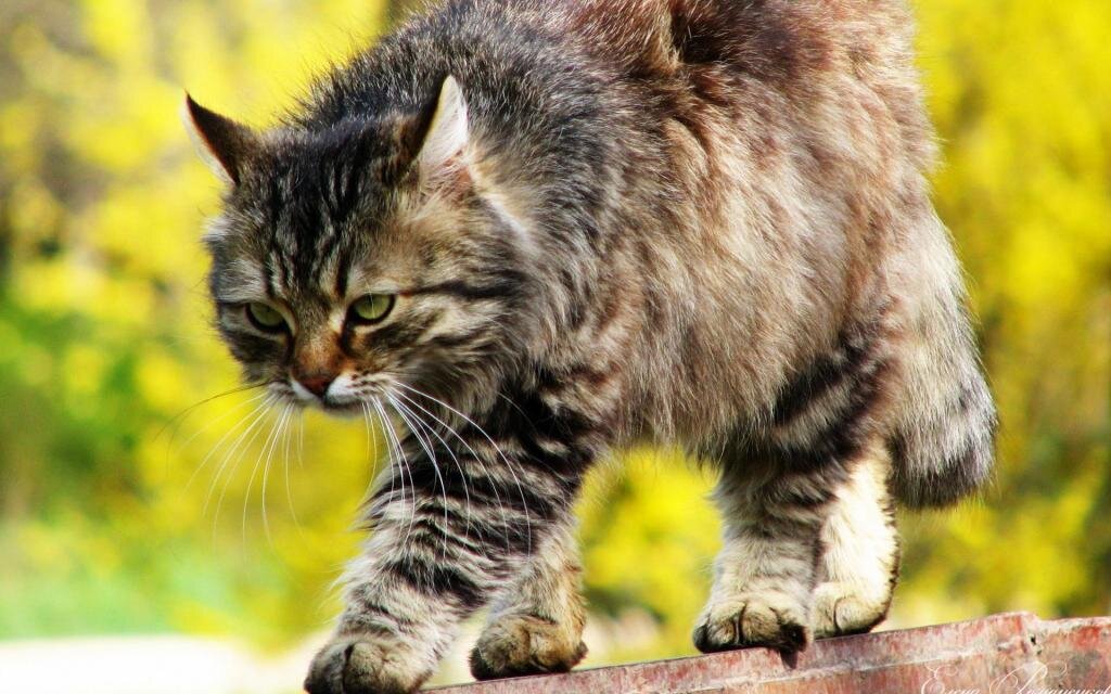 Фото взято из открытого источника Яндекс. file:///C:/Users/Andre/Desktop/hunting.jpg