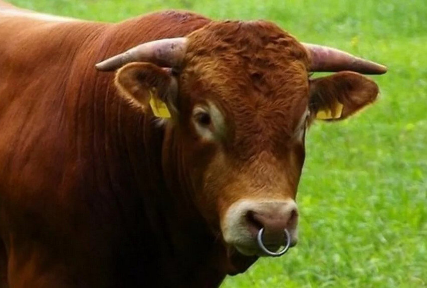 Кольца в носу у быков фото
