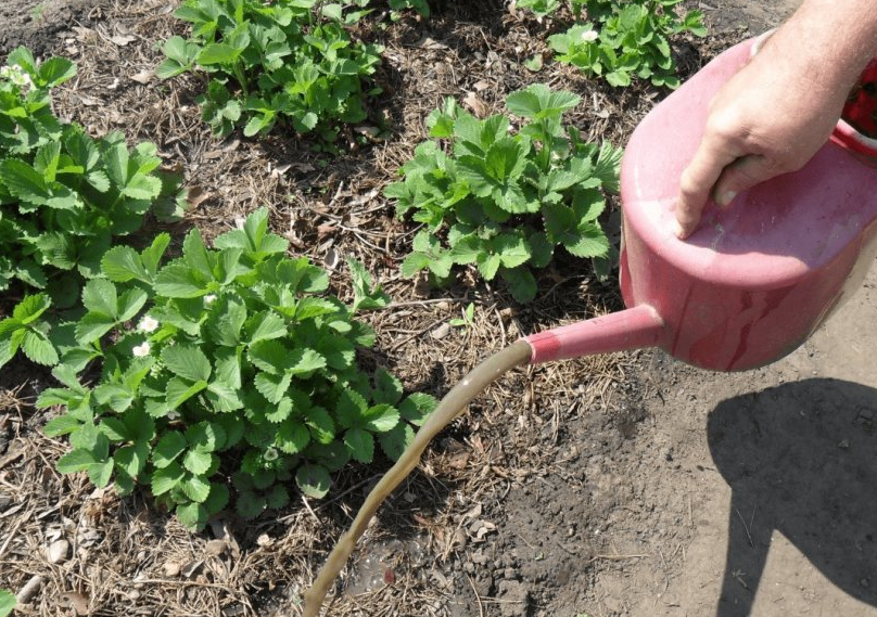 Корневая подкормка проводится не меньше 2 раз за сезон.