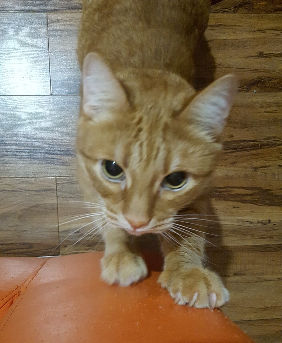 Продолжает драть мебель и интересоваться Киской 